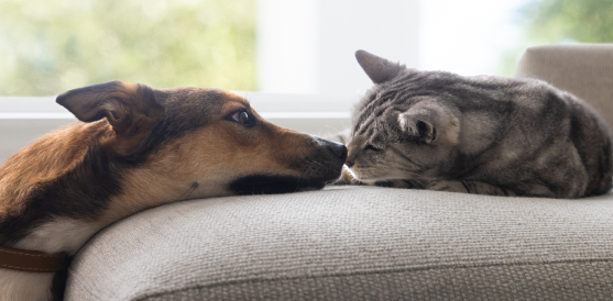 Share Healthy Paws with Your Friends