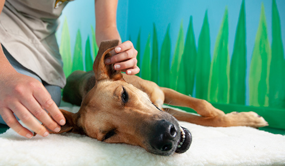 Refer Your Friends and We'll Donate to Homeless Pets